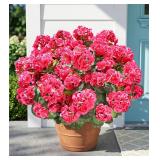 Fake Geraniums: Outdoor Silk Flowers, Pink