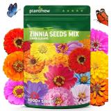 Zinnia Dahlia Seeds   5 Varieties, Mixed Colors