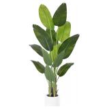 Bird of Paradise Plant 6Ft Tall Palm Tree