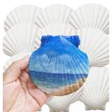 JOTNGDJBN 10PCS Large Natural Scallop Shells