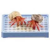 Hermit Crab Food Bowl with Grid, Blue