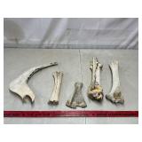 Assortment Of Bones