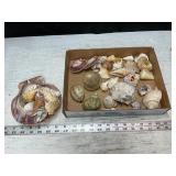 Sea Shells,