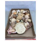 A Lot Of Sea Shells