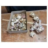 Sea Shell collection