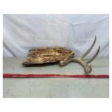 Piece Of Driftwood And Deer Antler