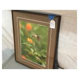 Signed Hummingbird Photo in Frame