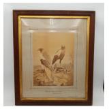 1883 Bird Autobon Photo Thalassoartus Leucopterus