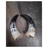 Original Polished Cow Horn Lot