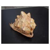 Large King Helmet Seashell Conch