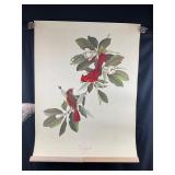 1942 Litho ï¿½Cardinal No 2ï¿½ by Roger Tory Peterson