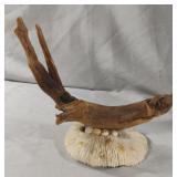 Driftwood and seashells display