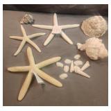 Sea shells