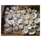 Seashells