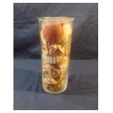 Sea shells in a glass canister