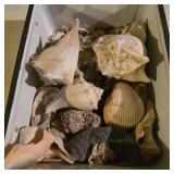 Seashells in a vintage drawer