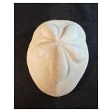 natural sea biscuit shell sand dollar