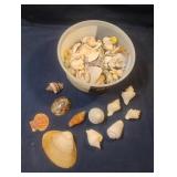 Seashells
