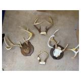 Deer Antler LOT
