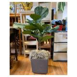 Faux Fig Tree Plant