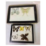 Real Butterfly Collection
