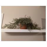Fern in Planter