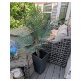 Black Modern Planters & Ferns
