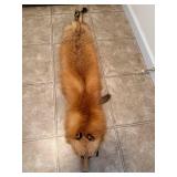Full Body RED FOX Stole