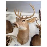 #2 Deer Taxidermy Mount