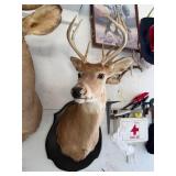 #3 Deer Head Mount