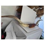 #1 HUGE 75' Longhorn Steer Horn Mount