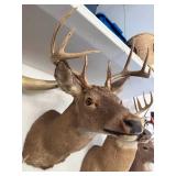 #1 Deer Head Mount