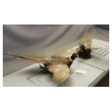 (2) Pheasant Taxidermy Wall Mounts