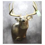 8 Point Buck Mount