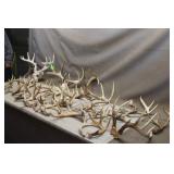 Antlers & European Dried Buck Skull