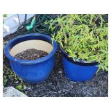 Two Blue Ceramic Planters, One With Plant