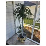 Potted Large Ponytail Palm Tree with Decorative Ce