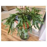 Potted Holiday Cactus in Terracotta Planter with M