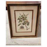 Framed Botanical Print Inscribed to Duke of Newca