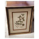 Framed Botanical Print with Decorative Inscription