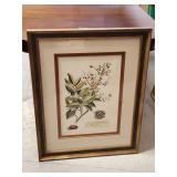 Framed Botanical Print with Gilded Wood Frame, 33×