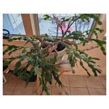 Potted Christmas Cactus (Schlumbergera)