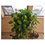 Golden Pothos in Blue Planter