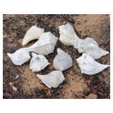 Large Conch and Seashell Specimens