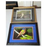 Framed Bird Photographs with Matting