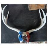 Painted Skull & Antlers, 24' Spread