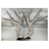 Large Spread Deer Antler Sheds