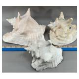 (3) Large 6'-8' Conch Shells