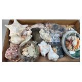 Large to Small Seashell Assortment
