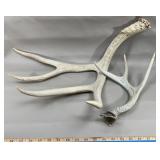 Large & Small Deer Antler Sheds